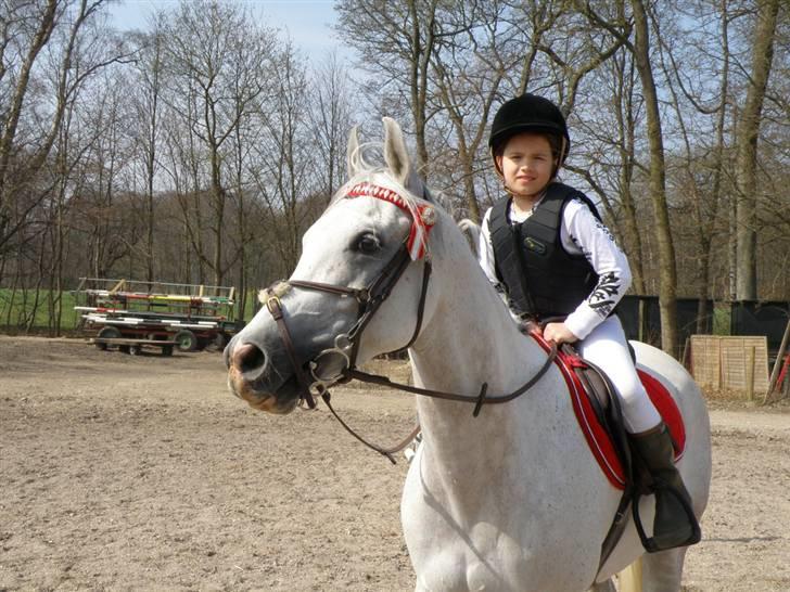 Arabisk fuldblod (OX) Ta Malim ox - Mig der ridder på Tamse billede 1