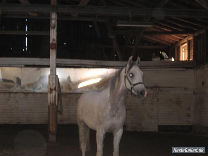 Arabisk fuldblod (OX) Ta Malim ox - Den dag min søster fik ham billede 2