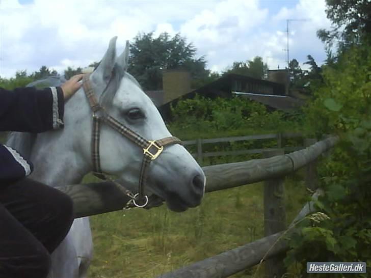 Arabisk fuldblod (OX) Ta Malim ox billede 3