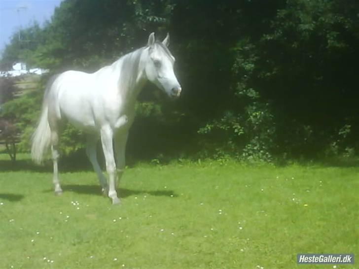 Arabisk fuldblod (OX) Ta Malim ox - Hjemme i haven billede 4