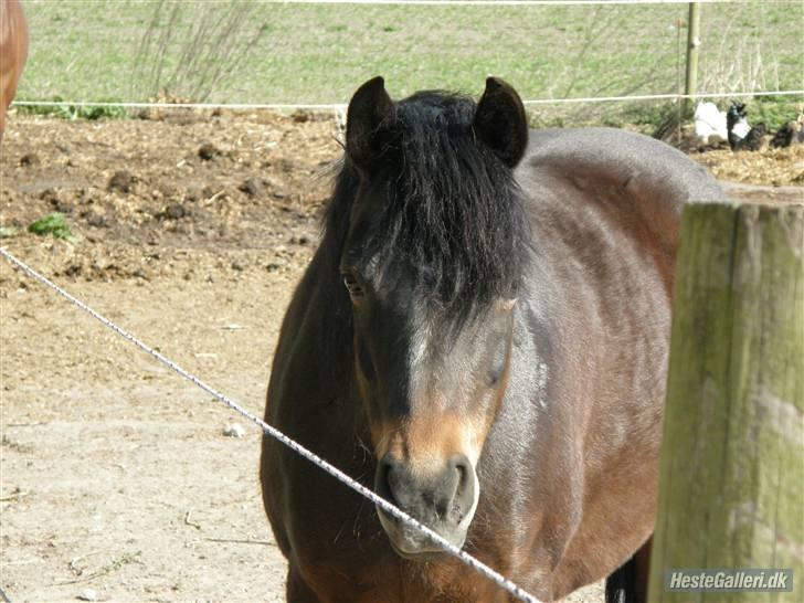 New Forest Roløkke Chablis billede 15