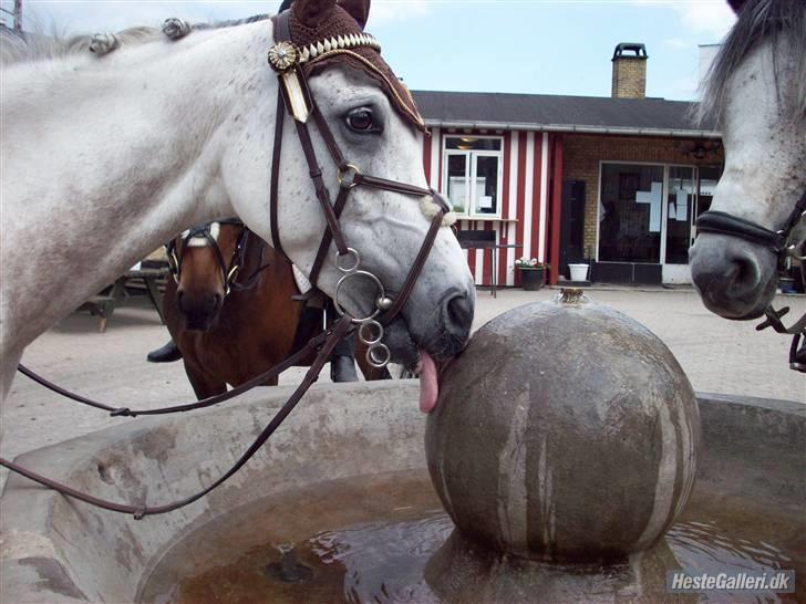 Arabisk fuldblod (OX) Ta Malim ox billede 5