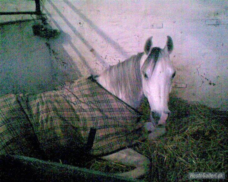 Arabisk fuldblod (OX) Ta Malim ox - Tamse i stalden billede 6