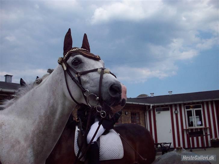 Arabisk fuldblod (OX) Ta Malim ox billede 7