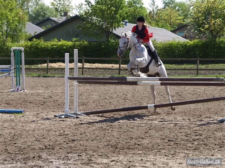 Arabisk fuldblod (OX) Ta Malim ox - Clara og tamses første mb billede 8