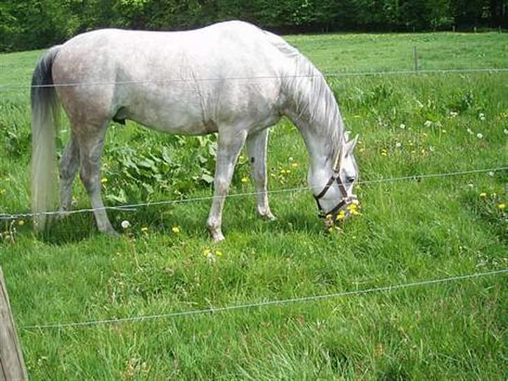 Arabisk fuldblod (OX) Ta Malim ox billede 9