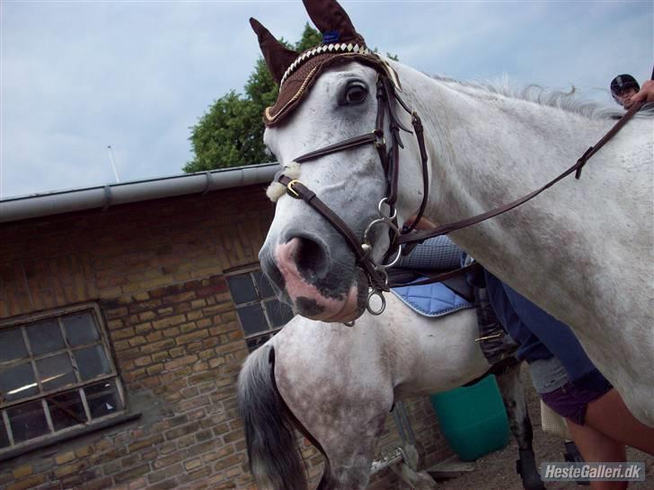 Arabisk fuldblod (OX) Ta Malim ox billede 10