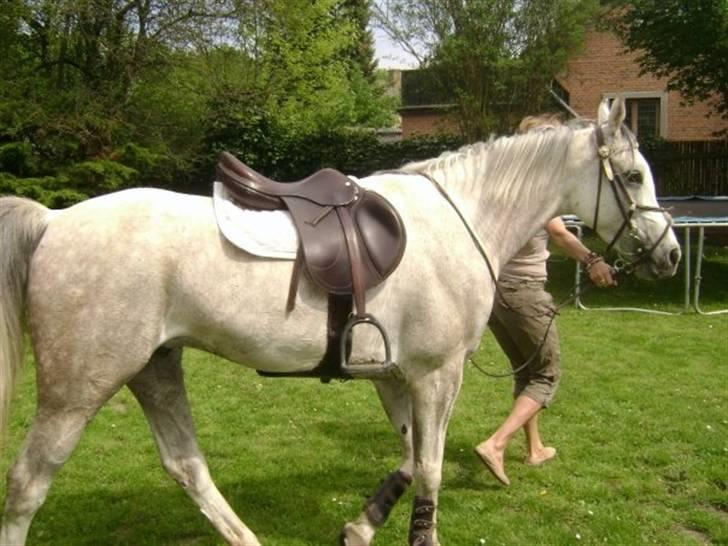 Arabisk fuldblod (OX) Ta Malim ox - tamse i haven efter jagt billede 11