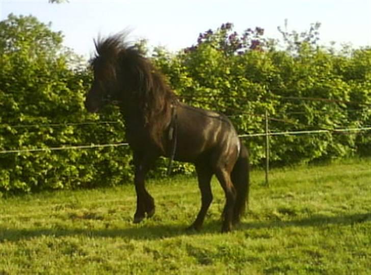 Islænder Gáski fra Rolandsgården - Uhf! billede 10