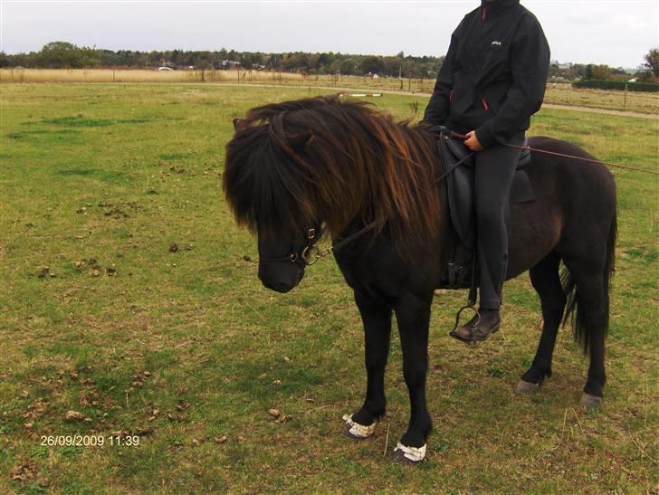 Islænder Gáski fra Rolandsgården - Min lille dreng! billede 11