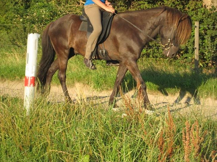 Islænder Gáski fra Rolandsgården - Skridt, gammelt billede. billede 12