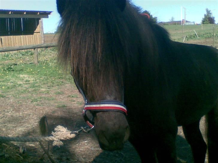 Islænder Gáski fra Rolandsgården - Nuh! billede 13