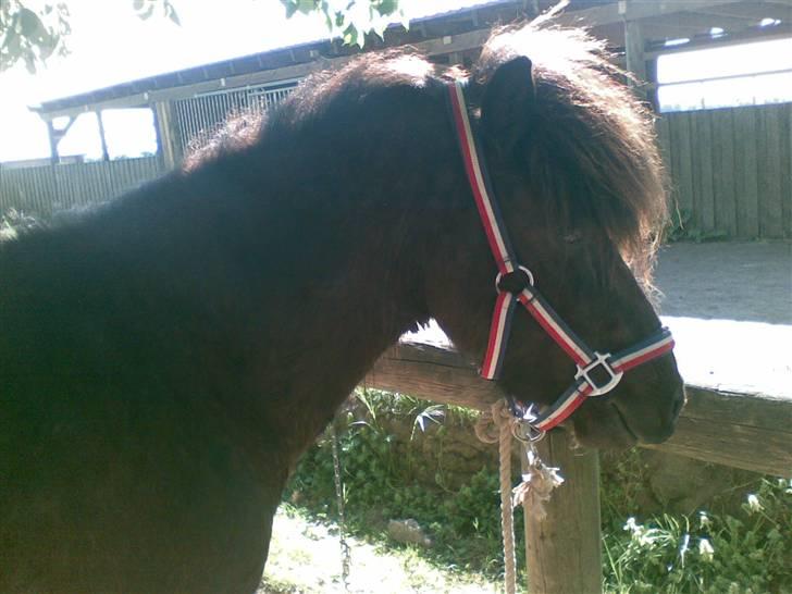 Islænder Gáski fra Rolandsgården - Det der udtryk! billede 14