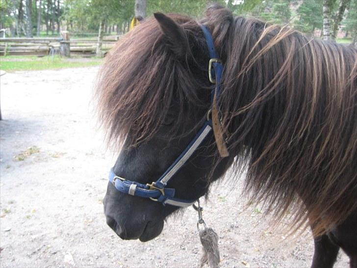 Islænder Gáski fra Rolandsgården - Nyt! billede 15