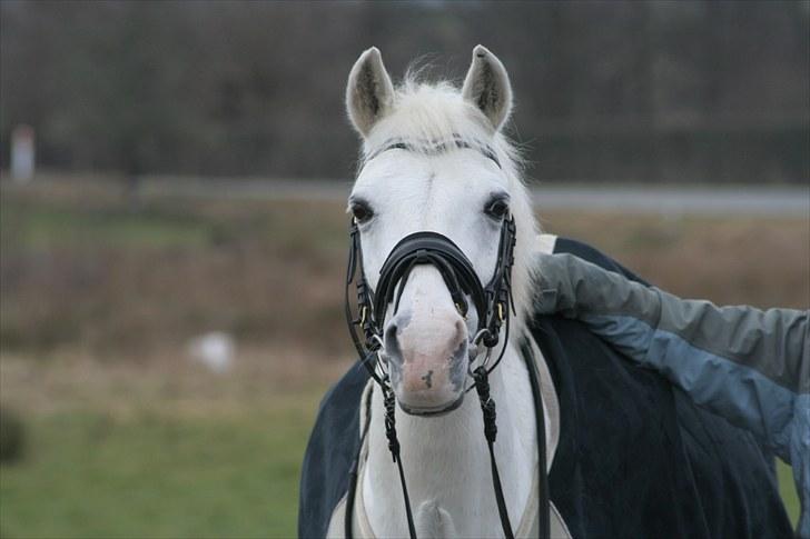 Anden særlig race Julius, **A-PONY** - Hejsa  jeg hedder Julius og velkommen til min profil billede 3