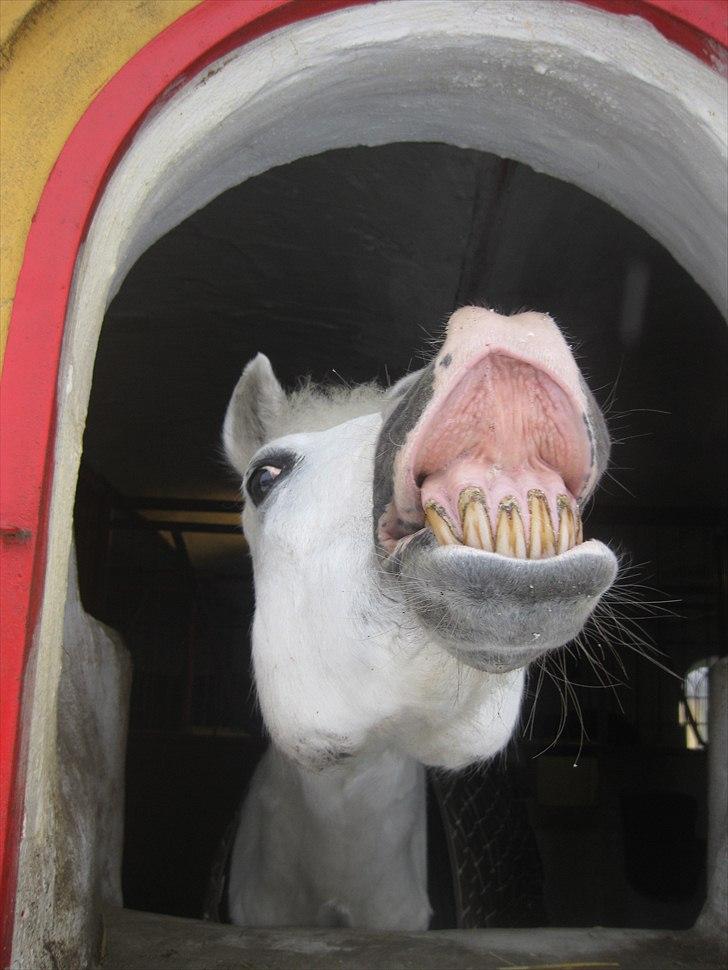 Anden særlig race Julius, **A-PONY** - Smil!!! du på :P billede 4