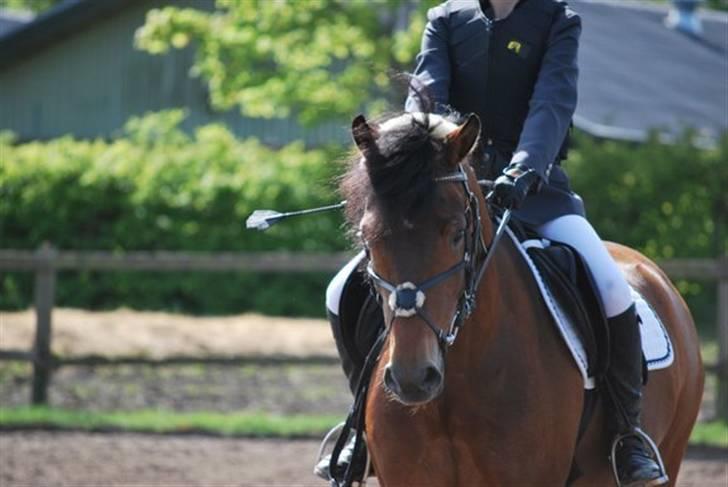 New Forest Ørholm's Parcifal (Part) billede 2