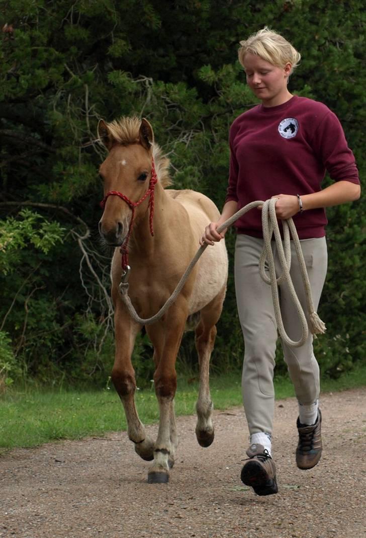 Anden særlig race Cassiopeia *Min Stjerne* - 18// Cassiopeia på tur, også i trav :D . Billede; Thea billede 18