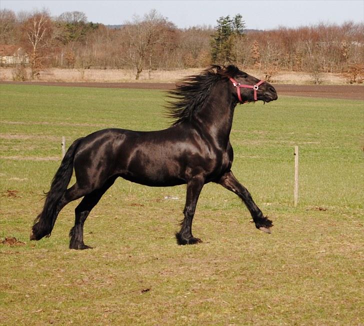 Frieser Eline Bouwkje B. billede 2
