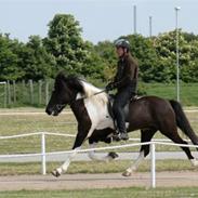 Islænder Freisting fra Varmadal