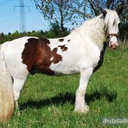 Irish Cob Leopold hvil i fred