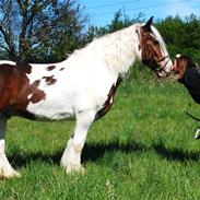 Irish Cob Leopold hvil i fred