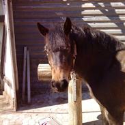 New Forest Elmegårdens Bacardi