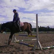 New Forest Elmegårdens Bacardi