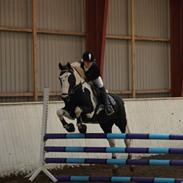 Anden særlig race Indian Plet