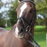 Anden særlig race Prinsegaardens Cismo.