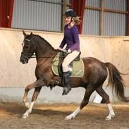 Anden særlig race Prinsegaardens Cismo.