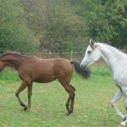 Arabisk fuldblod (OX) AB Elena