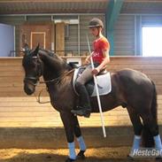 Anden særlig race Luis