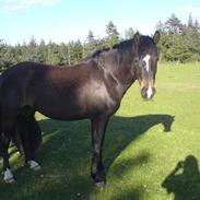 New Forest Aramis<3 solgt:'/