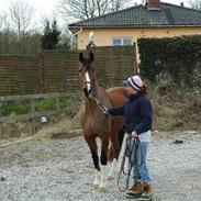 Holstener Mallings Savannah