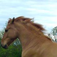 Anden særlig race Asterix"En lille stjerne"
