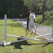 Tysk Sportspony Marcur II R.I.P.