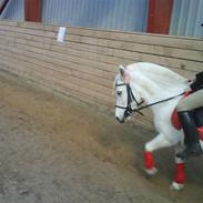 Anden særlig race Snehvide