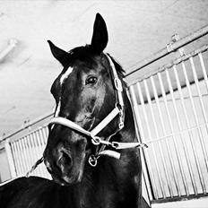 Oldenborg Damgaards Kivi Viola