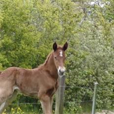 Frederiksborg Prinsesse Malou † 