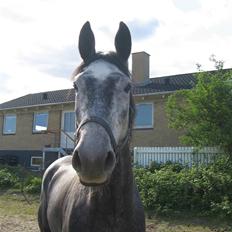 Dansk Varmblod Kærsholms Willow *solgt*