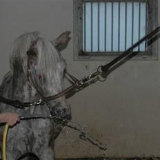 Hollandsk Sportspony .Spotty‹3 'Solgt!' :'(