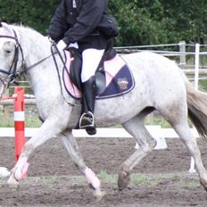 Hollandsk Sportspony .Spotty‹3 'Solgt!' :'(