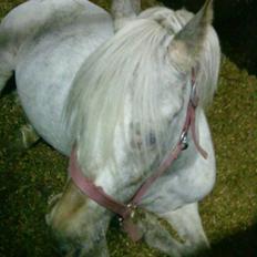 Hollandsk Sportspony .Spotty‹3 'Solgt!' :'(