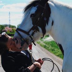 Irish Cob Leopold hvil i fred