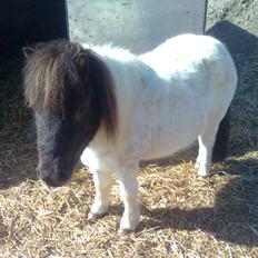 Shetlænder simba |Aflivet| :(<3