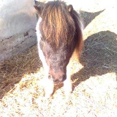 Shetlænder simba |Aflivet| :(<3