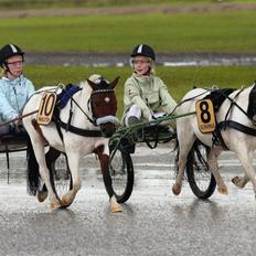 Shetlænder simba |Aflivet| :(<3