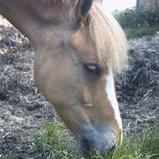 Anden særlig race Sørøver Sally *SOLGT*