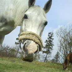 Shagya Araber (SH) # obalina^^*-